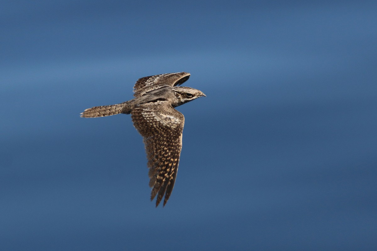 Eurasian Nightjar - ML118667801