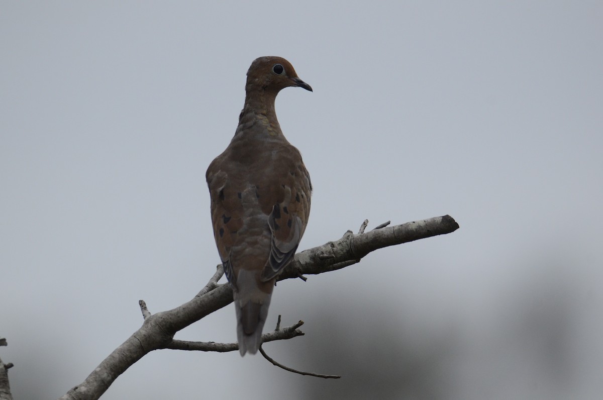 Mourning Dove - Josephine Kalbfleisch