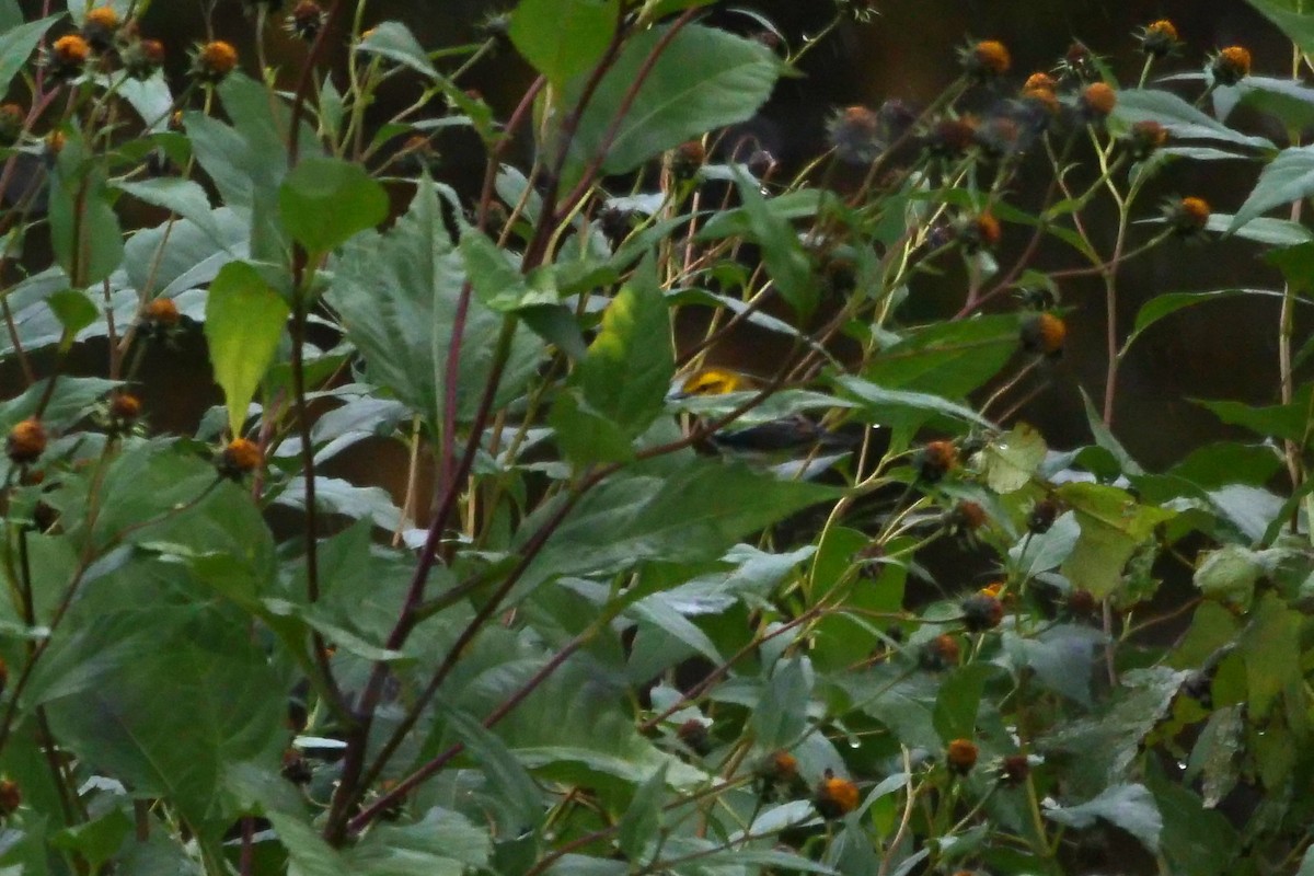 Black-throated Green Warbler - ML118669411