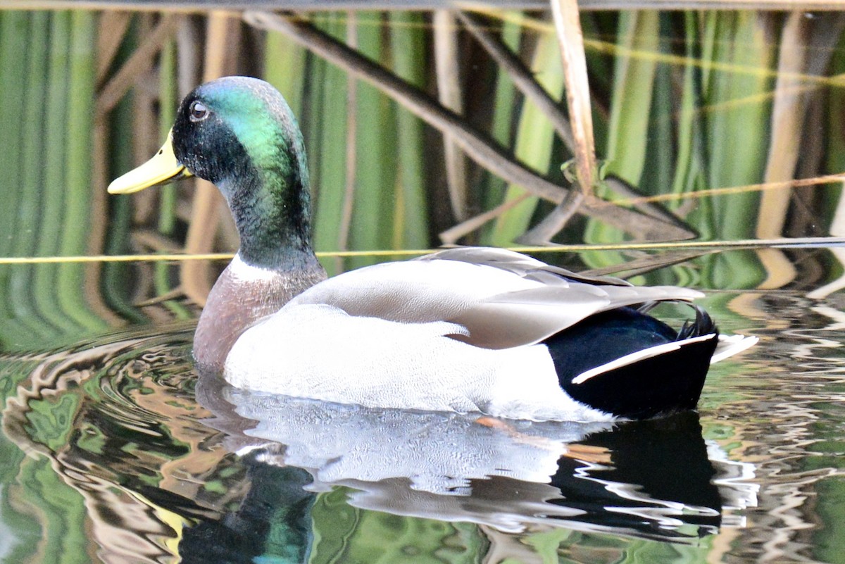 Mallard - ML118669451