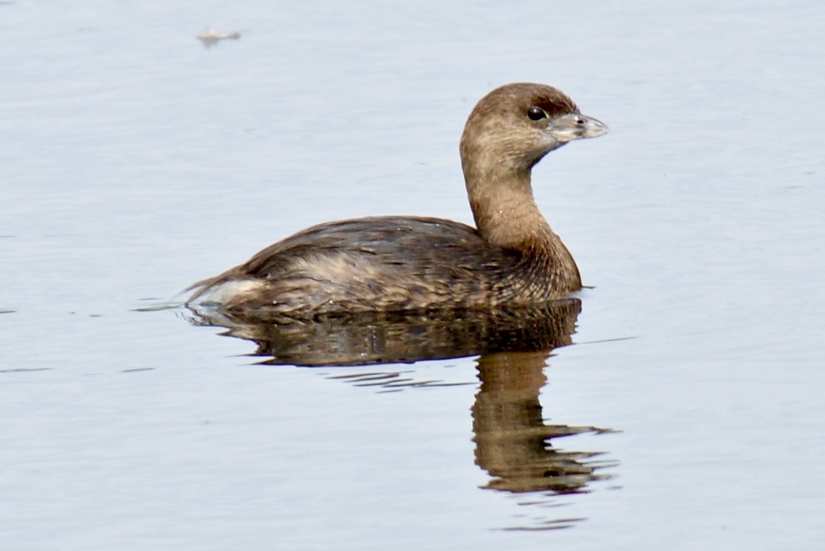 Pied-billed Grebe - ML118669561