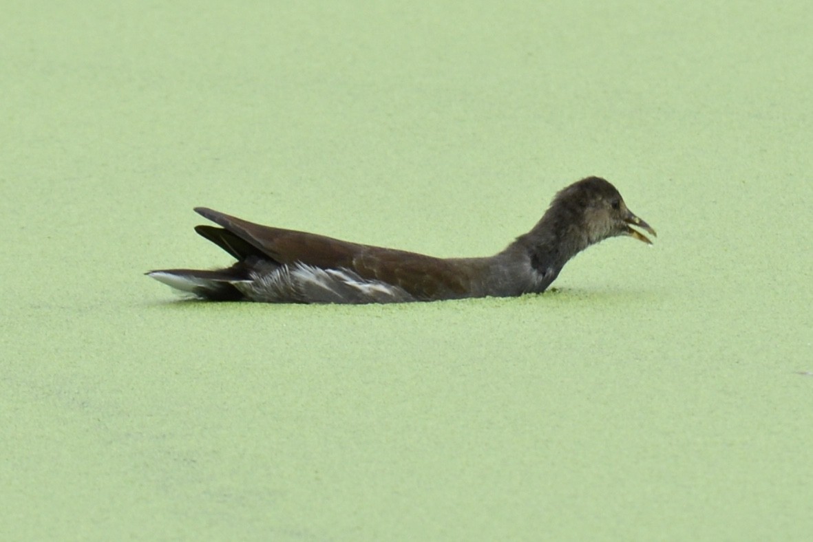 Common Gallinule - ML118669621