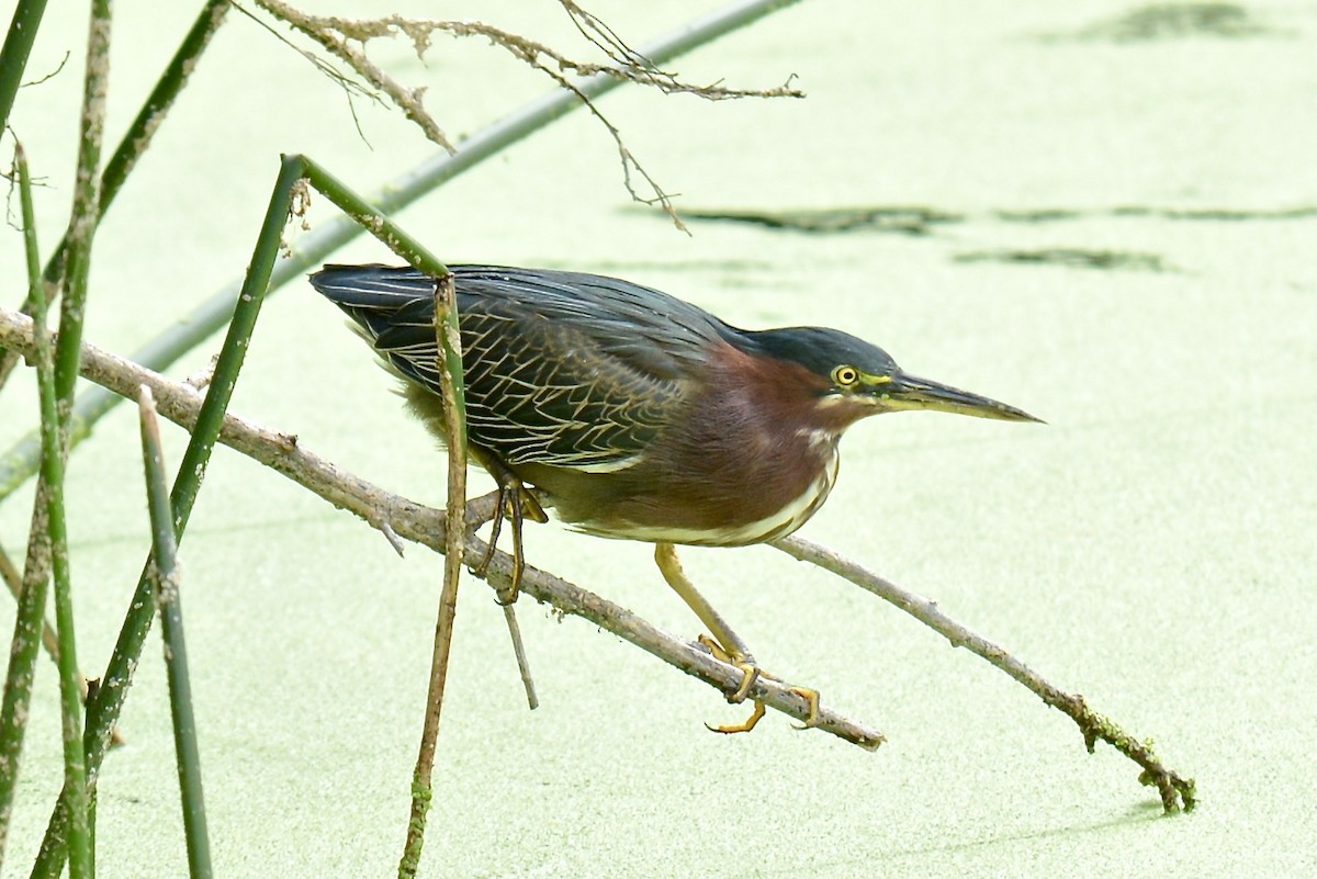 Grünreiher - ML118669801