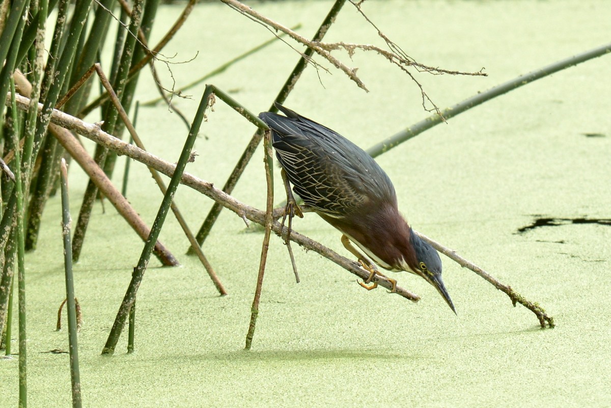 Green Heron - ML118669811