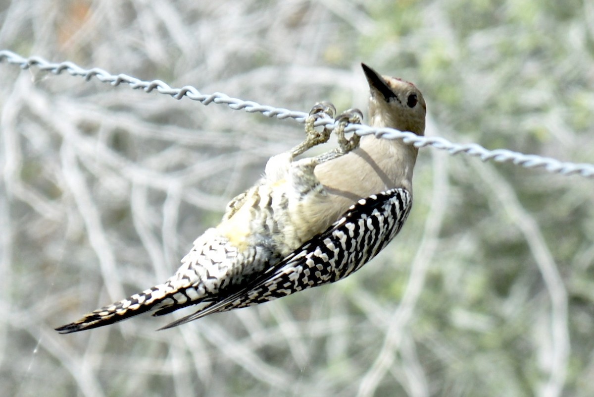 Gila Woodpecker - ML118669951