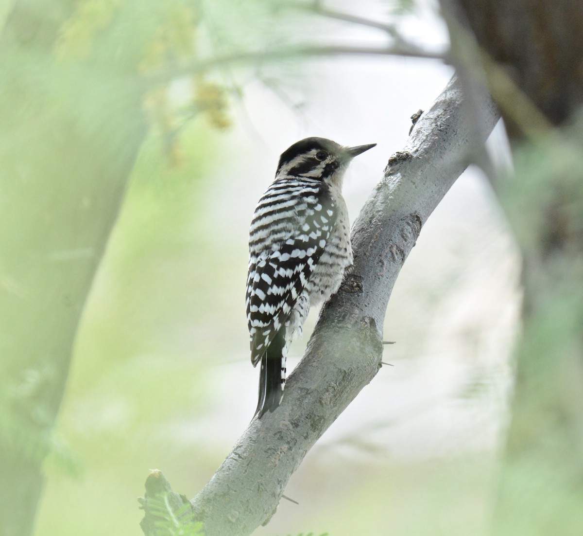 Ladder-backed Woodpecker - ML118670031