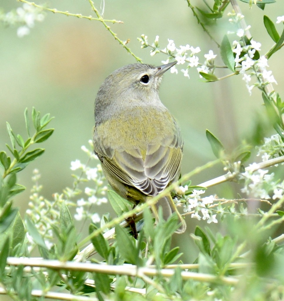 Orangefleck-Waldsänger (celata/orestera) - ML118670231