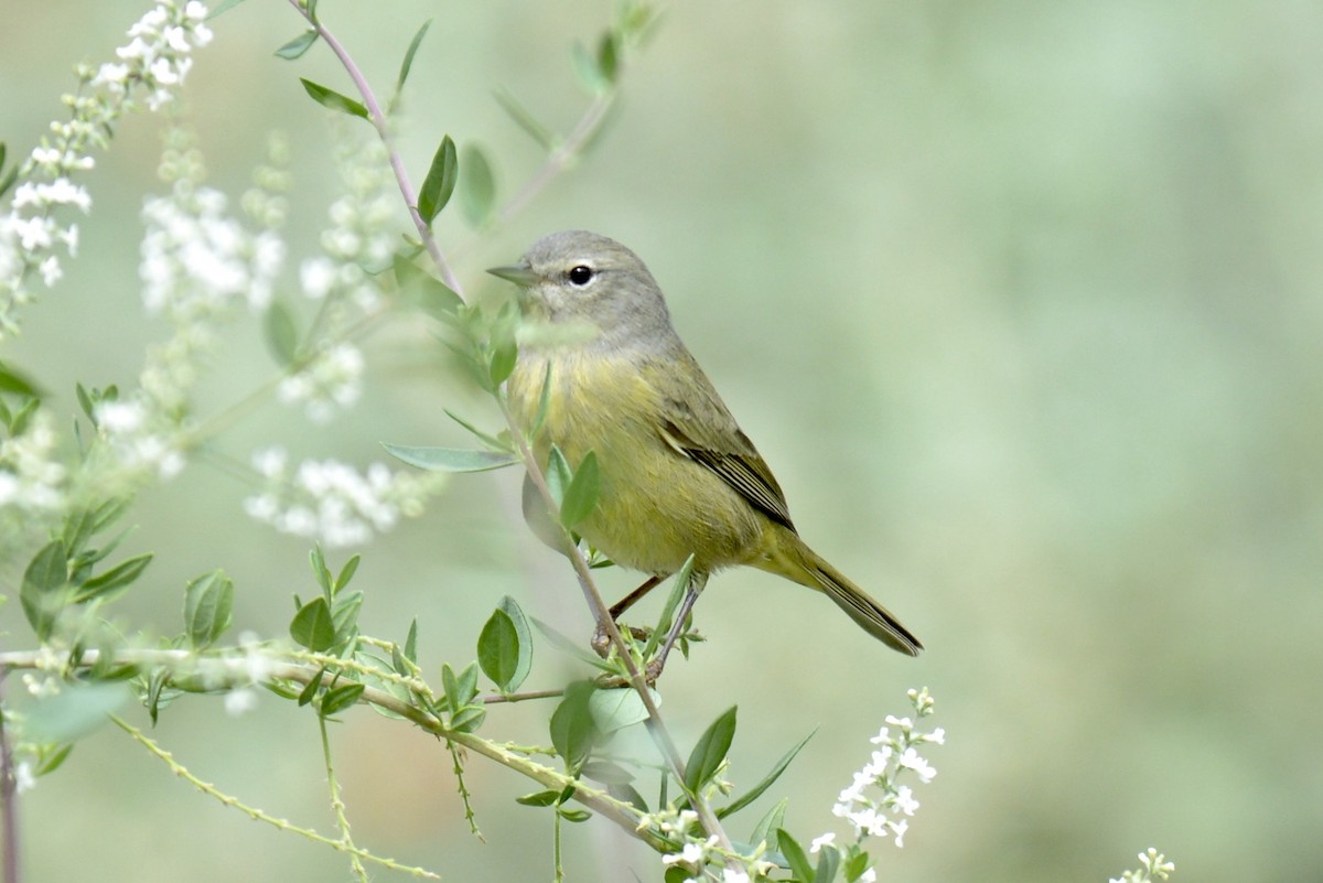 Orange-crowned Warbler (Gray-headed) - ML118670251