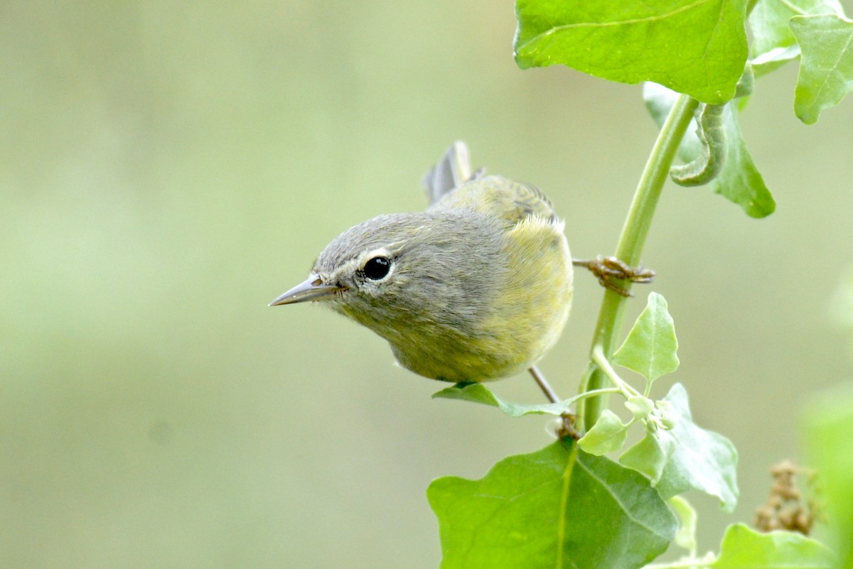 Orangefleck-Waldsänger (celata/orestera) - ML118670261