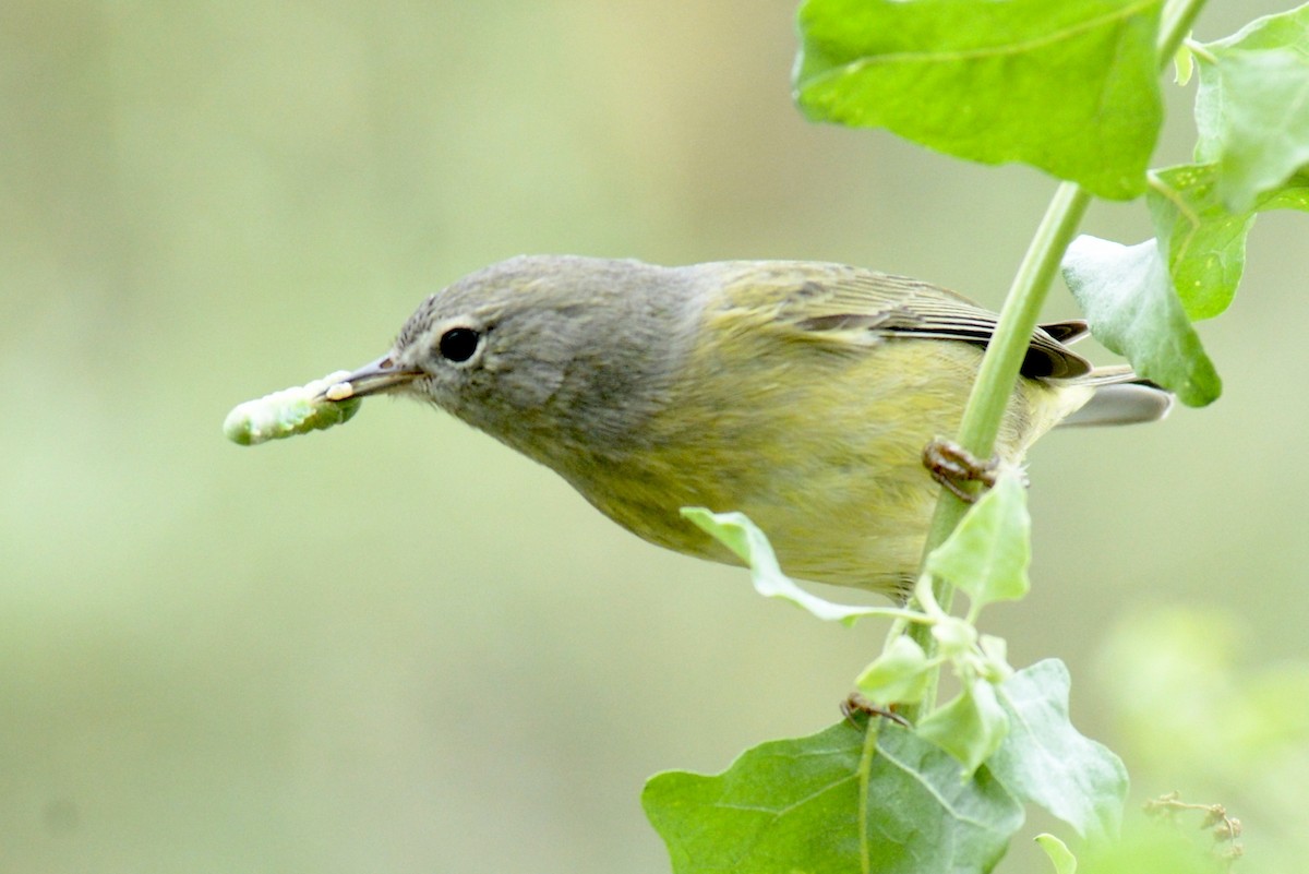 Orangefleck-Waldsänger (celata/orestera) - ML118670271