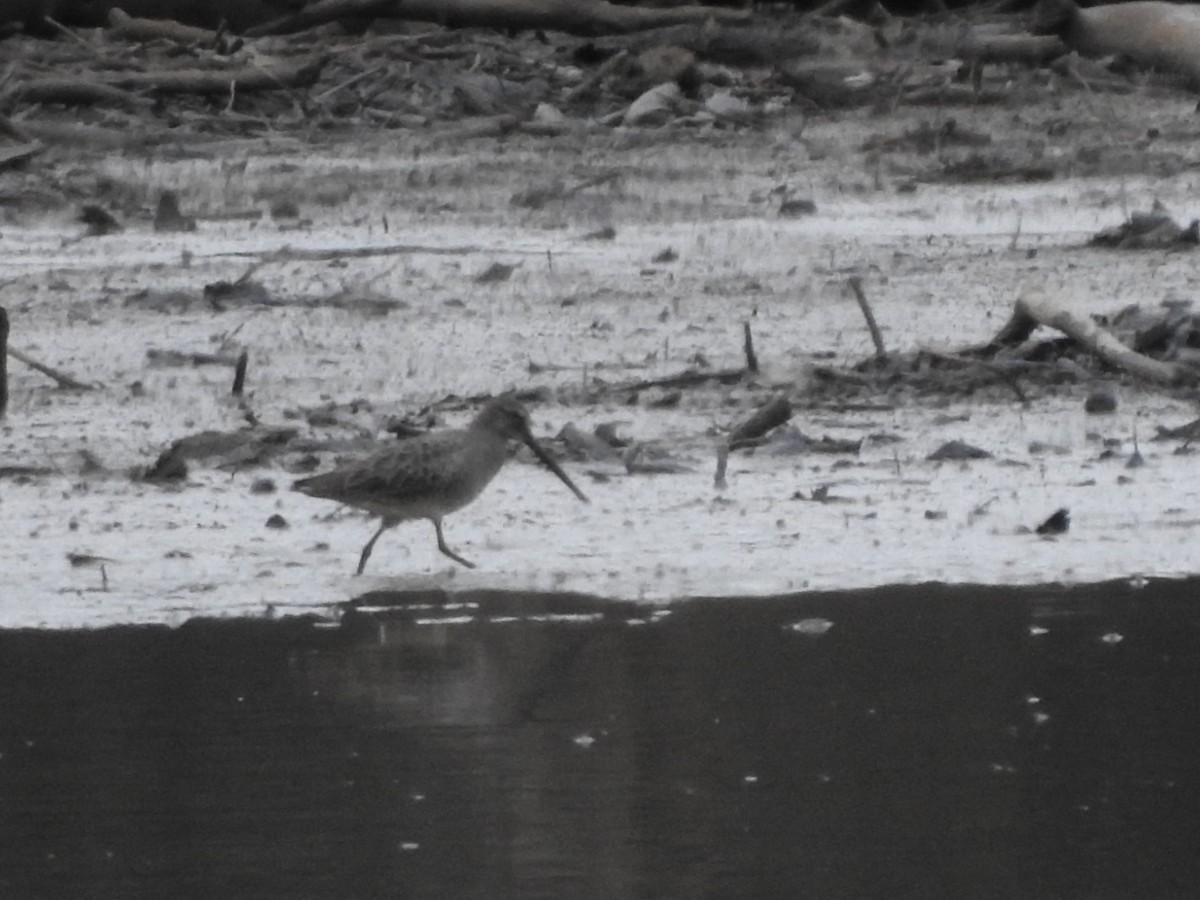 Long-billed Dowitcher - Bill Stanley