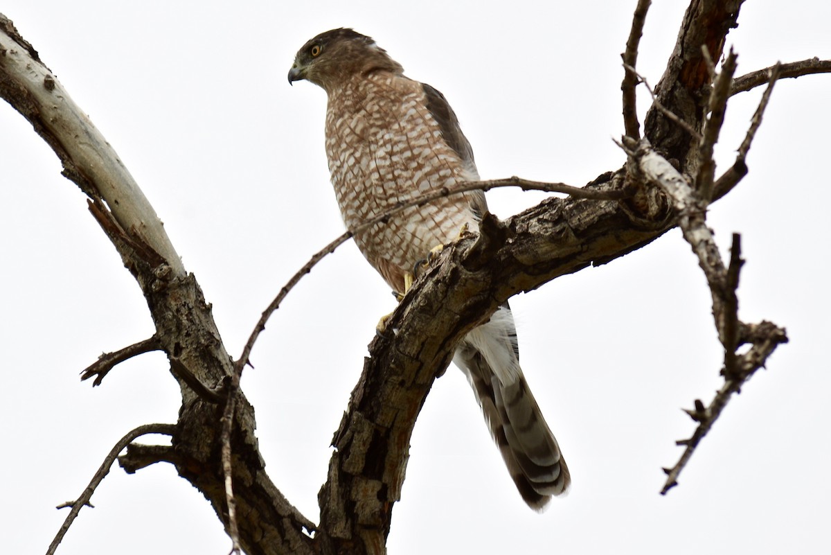 Cooper's Hawk - Tim DeJonghe