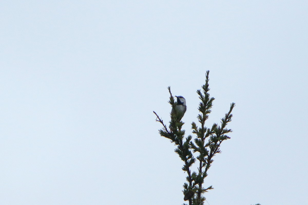 Mountain Chickadee - Brad Benter