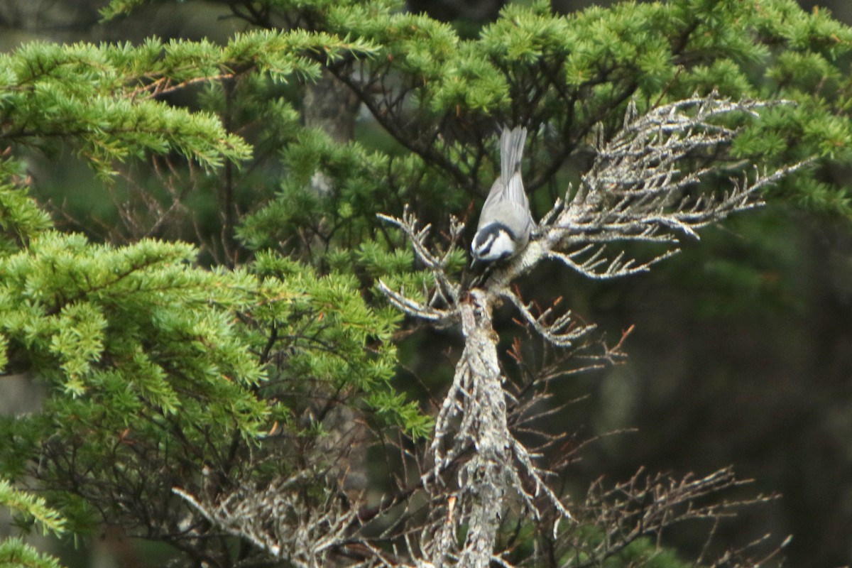 Mountain Chickadee - Brad Benter