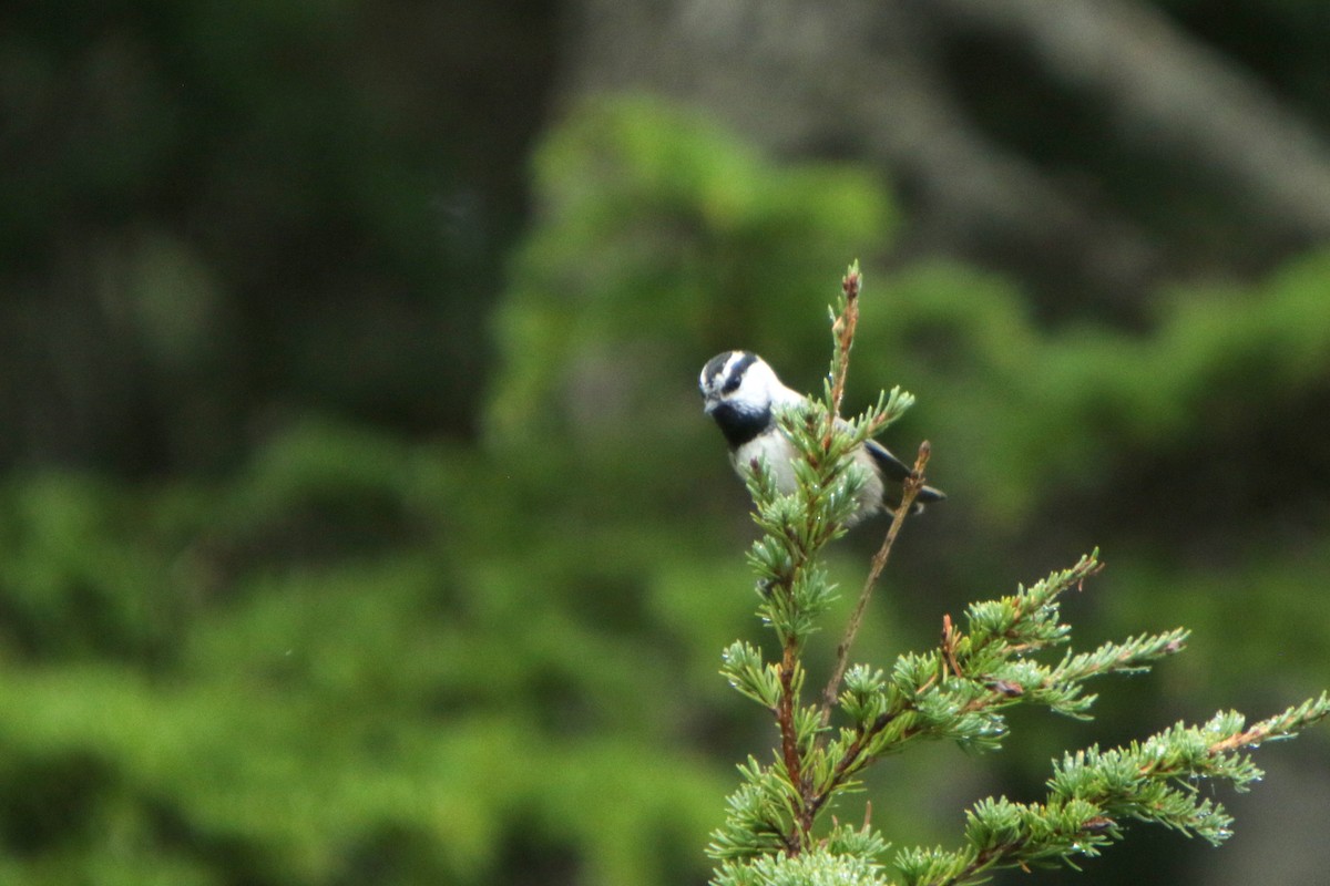 Mountain Chickadee - Brad Benter