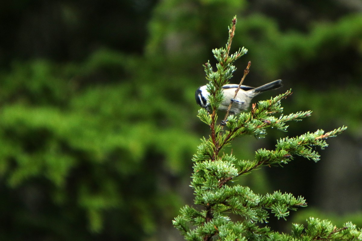 Mountain Chickadee - Brad Benter