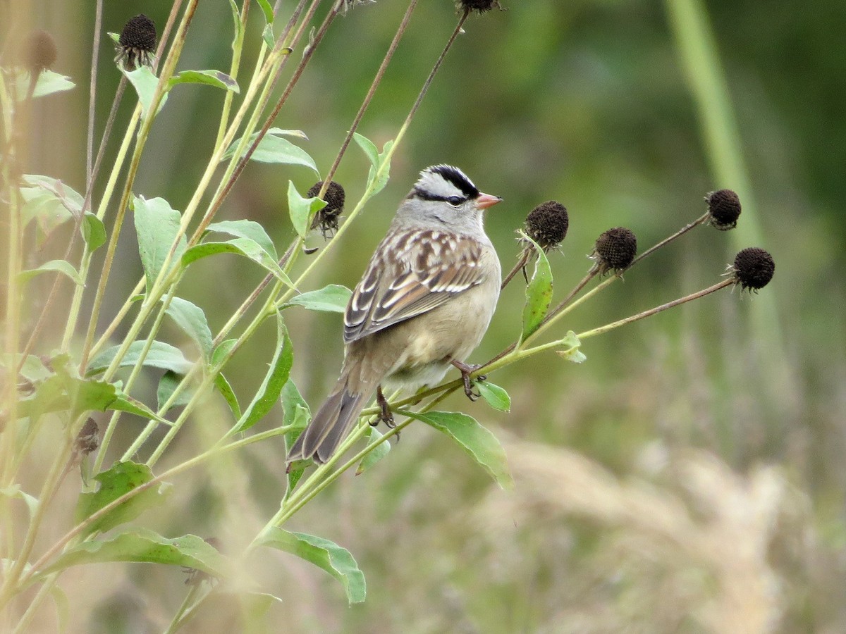 White-crowned Sparrow - Dallas Levey