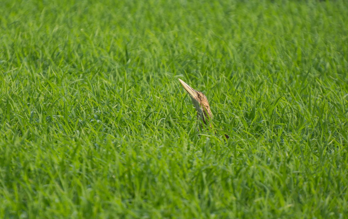 Pinnated Bittern - Marcos Moura