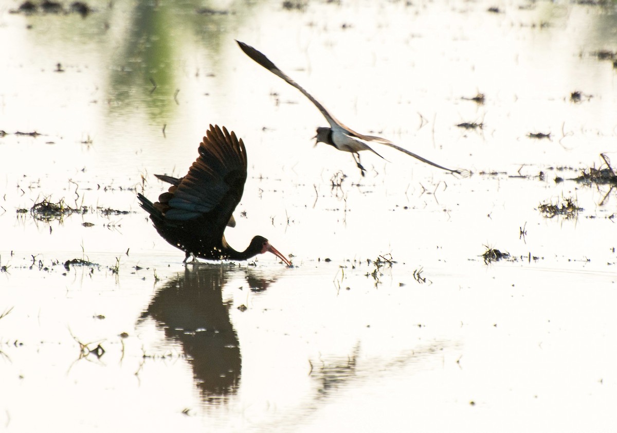 Ibis à face nue - ML118677021