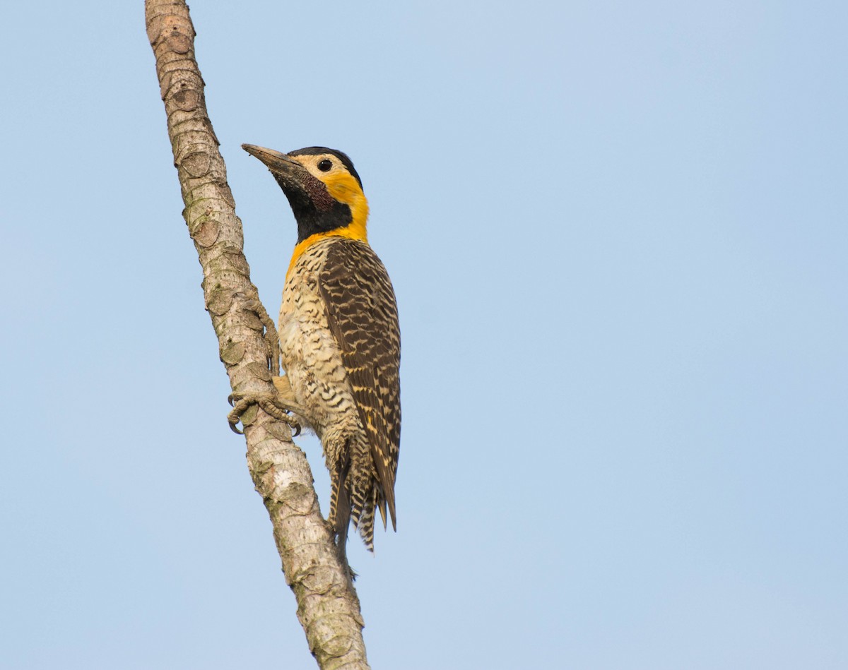 Campo Flicker - Marcos Moura