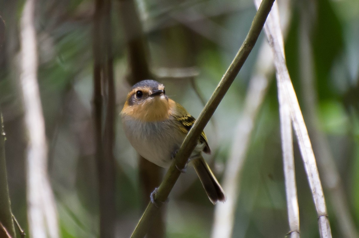 Ochre-faced Tody-Flycatcher - Marcos Moura