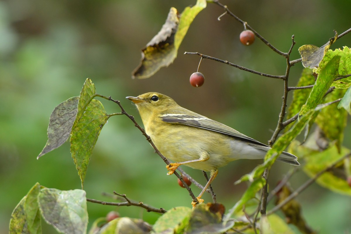 Blackpoll Warbler - ML118677911