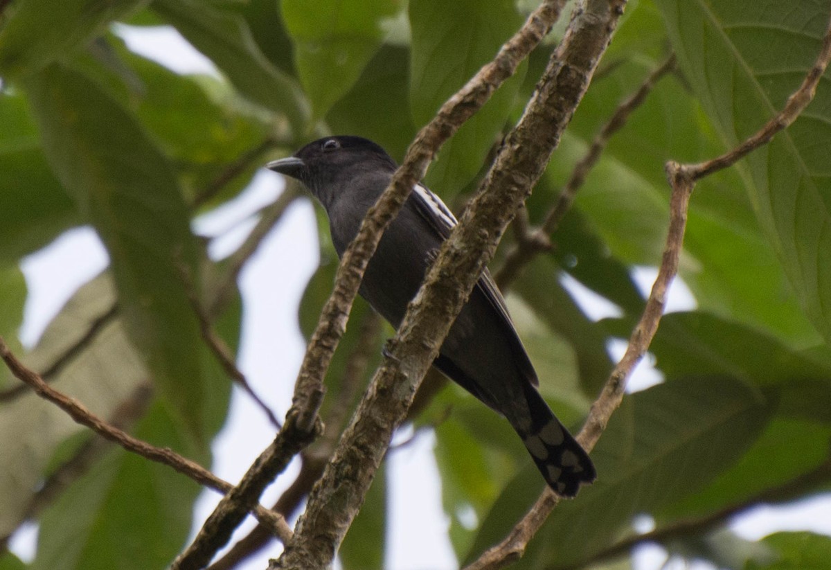 White-winged Becard - Marcos Moura