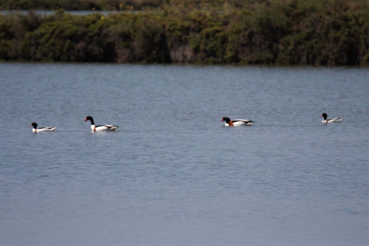 Common Shelduck - ML118678251