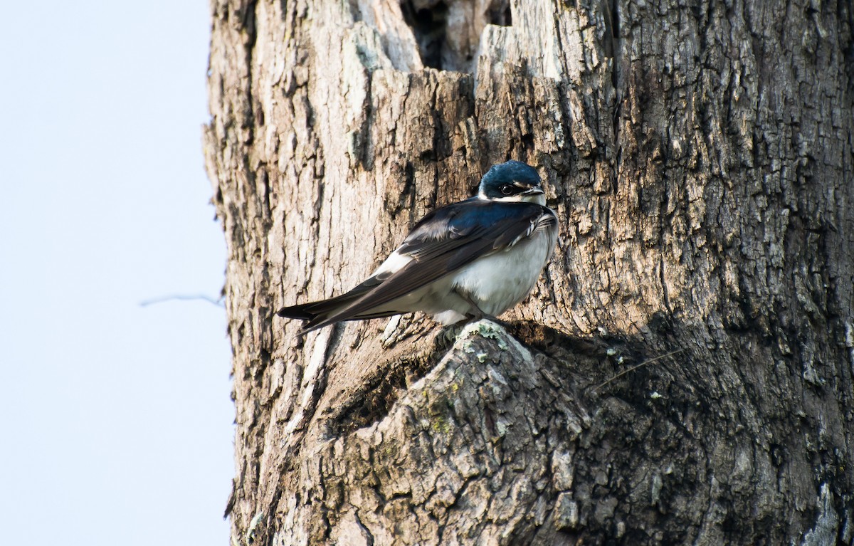 White-rumped Swallow - Marcos Moura