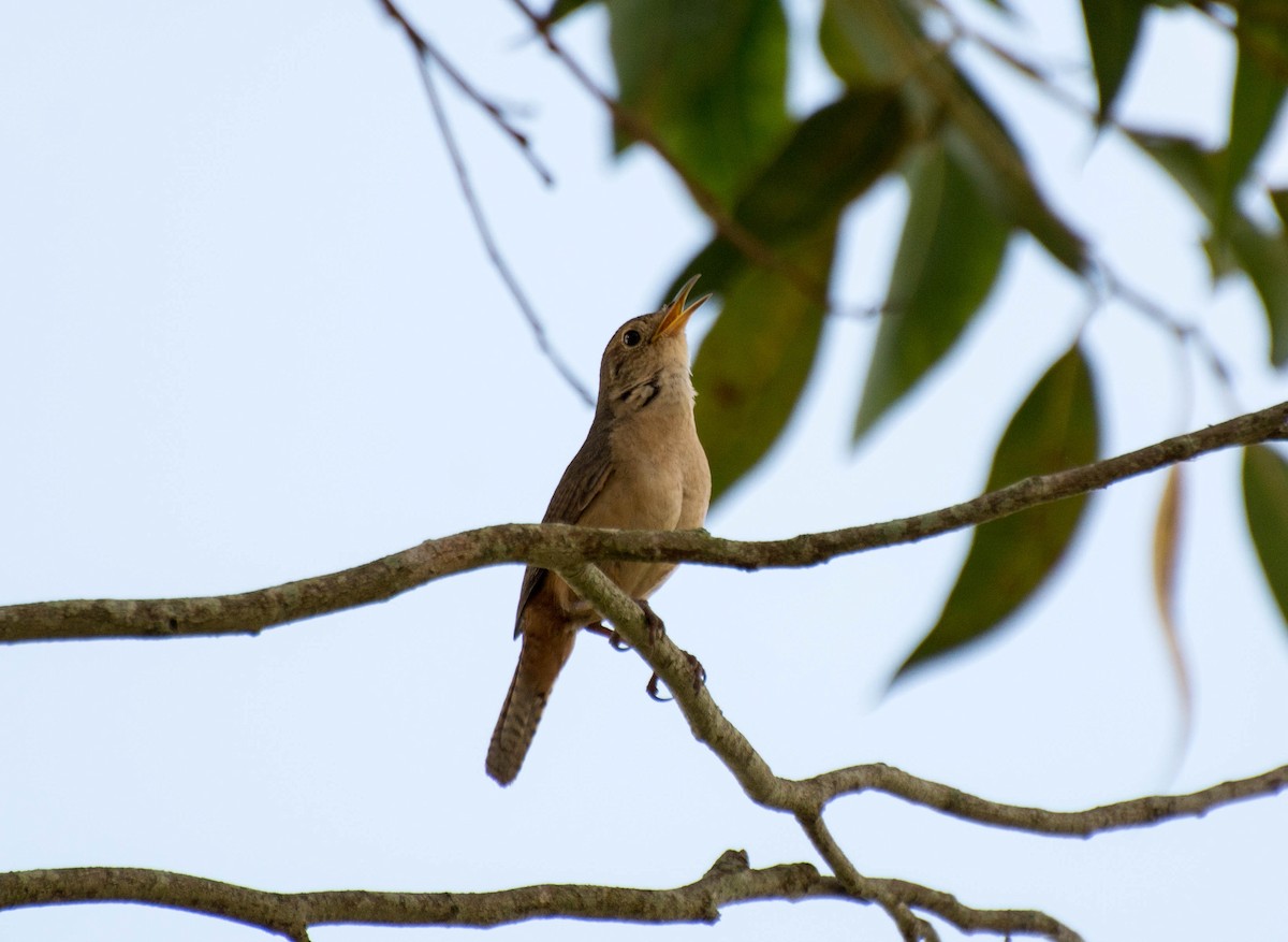 House Wren (Southern) - Marcos Moura