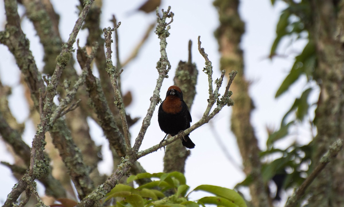 Chestnut-capped Blackbird - Marcos Moura