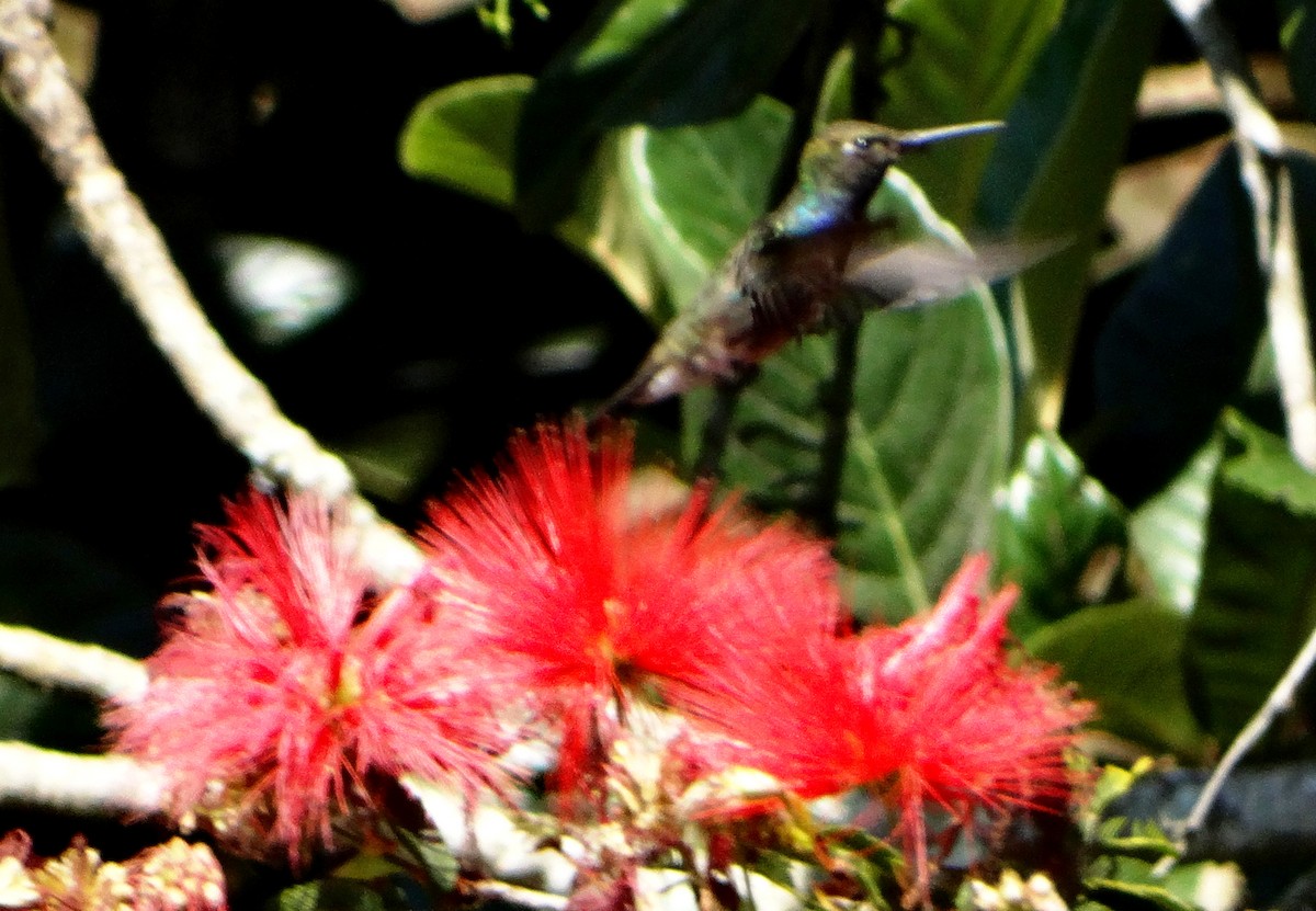 kolibřík safírový - ML118679151
