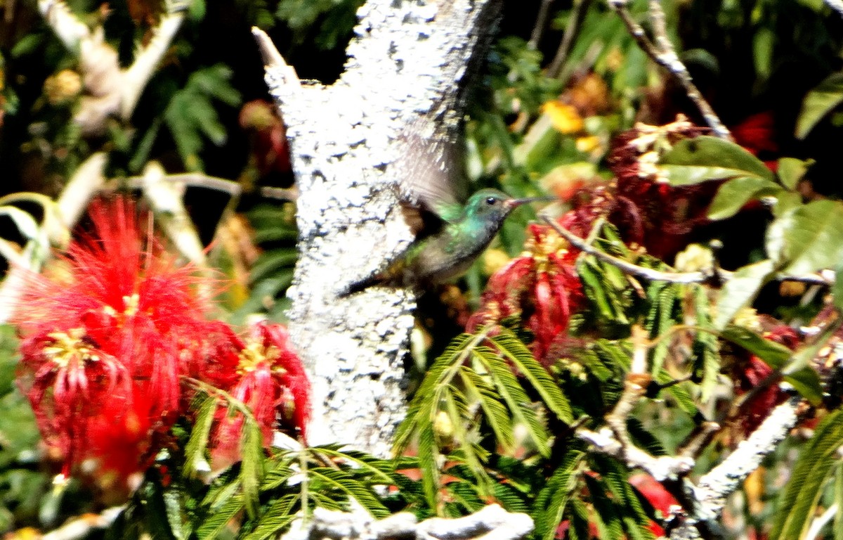 kolibřík bělobradý - ML118679761