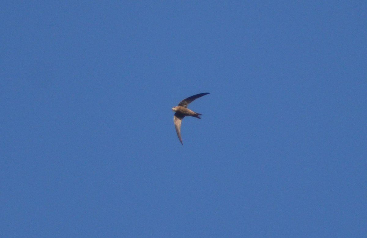 Pallid Swift - ML118680261