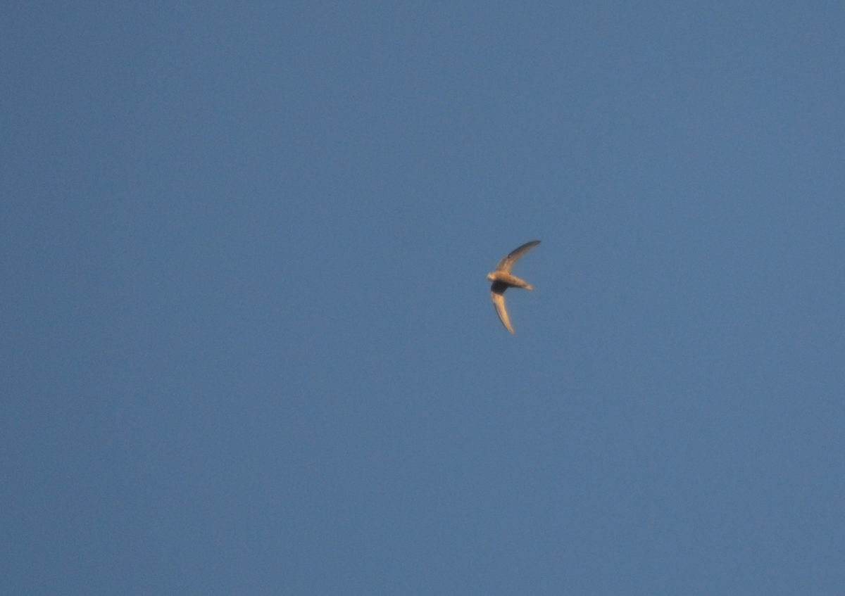 Pallid Swift - Mathias Blicher Bjerregård