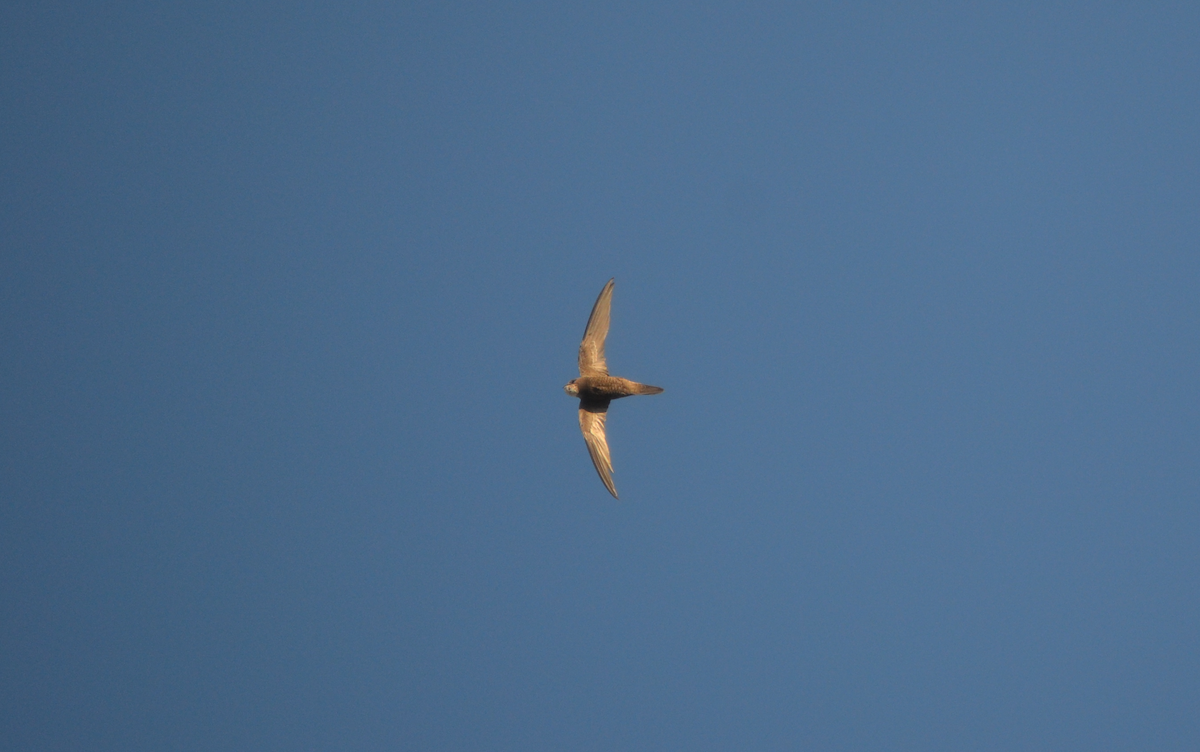 Pallid Swift - ML118680281