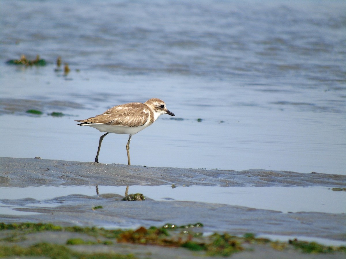 Tibetan Sand-Plover - Carlos Pereira