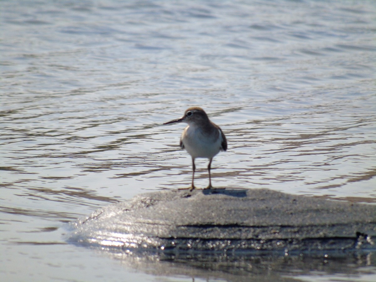 Common Sandpiper - ML118681761