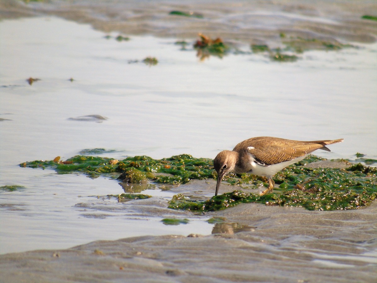 Common Sandpiper - ML118681781