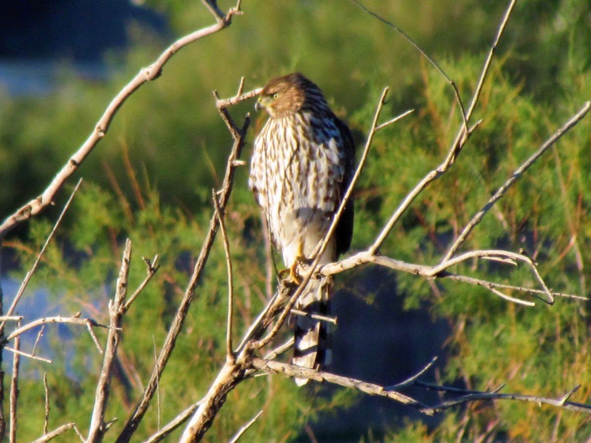 Cooper's Hawk - ML118682071