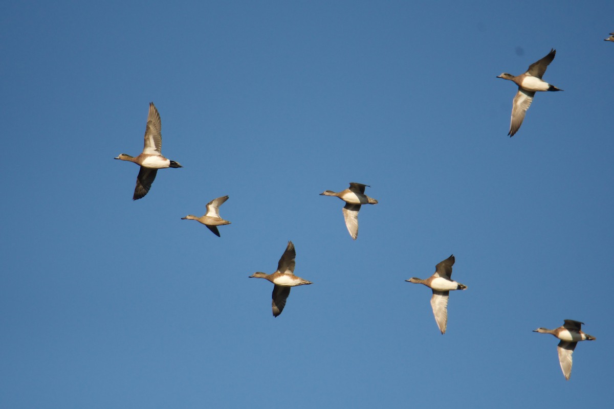 American Wigeon - ML118682091