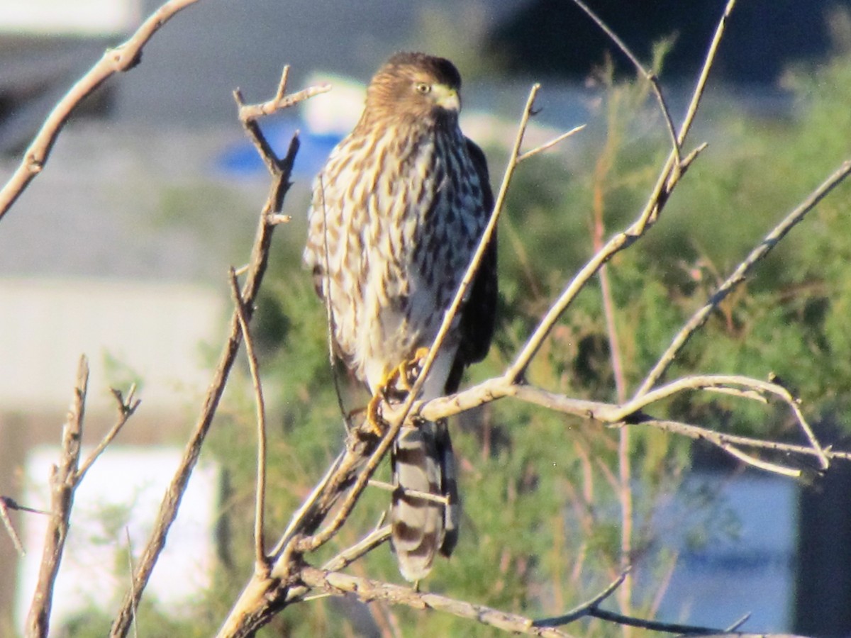 Cooper's Hawk - ML118682101
