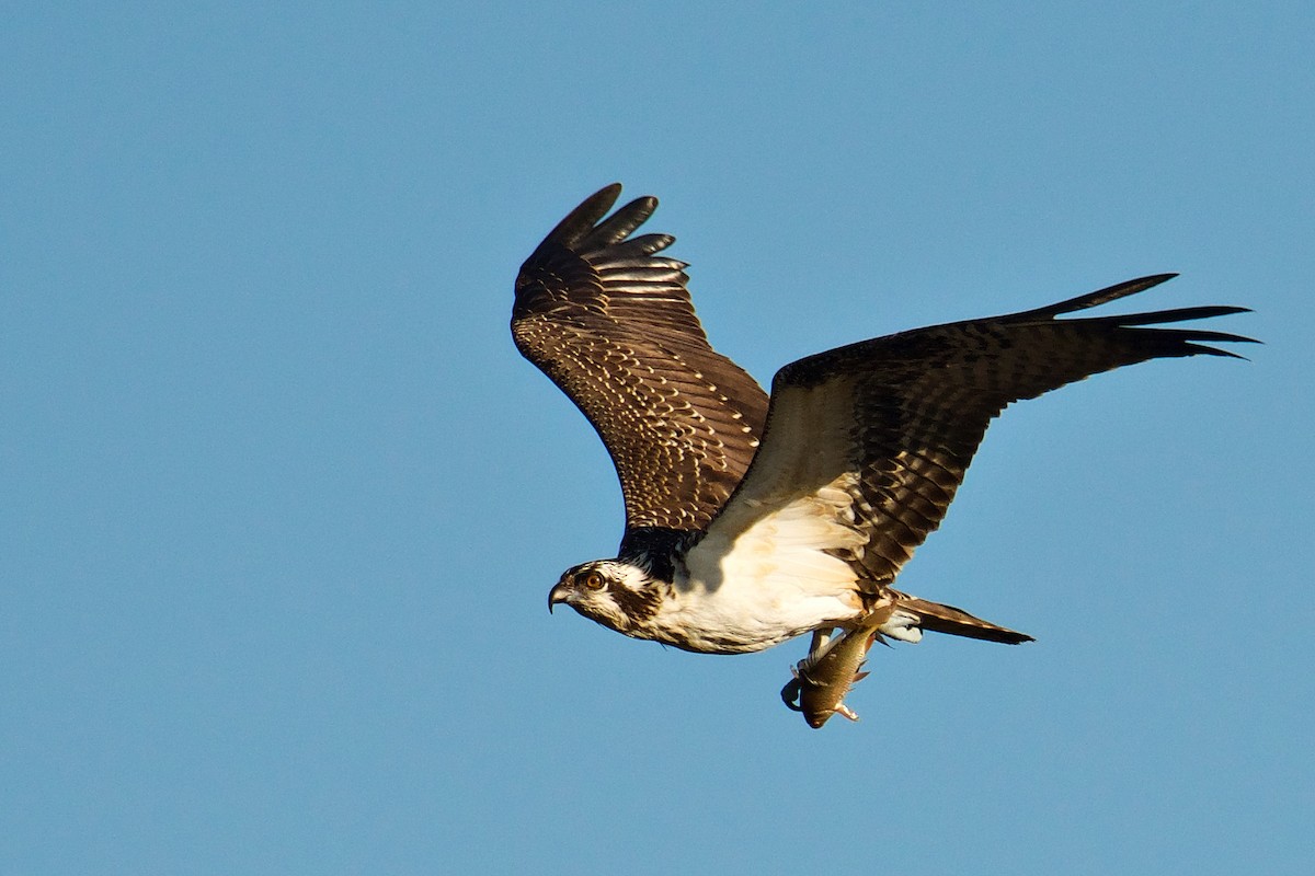 Águila Pescadora - ML118682391