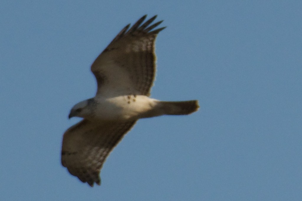 Red-tailed Hawk - ML118682401