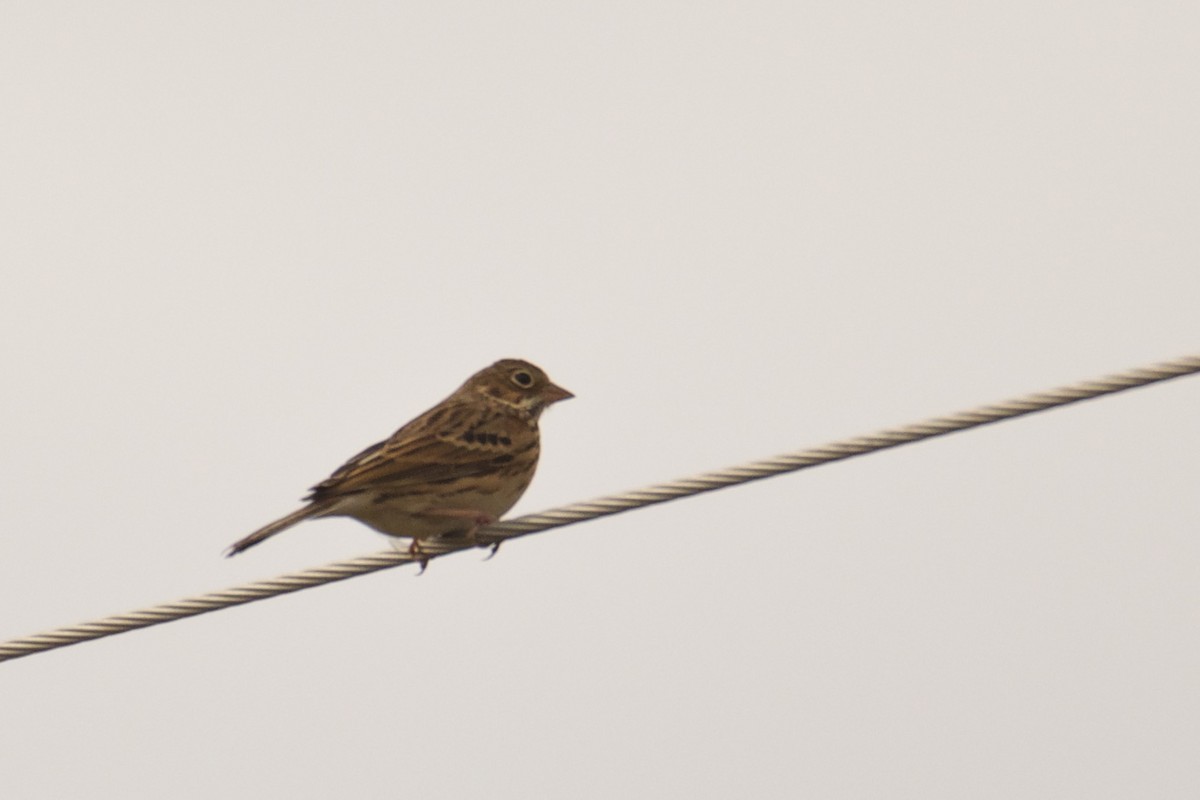 Vesper Sparrow - ML118682551