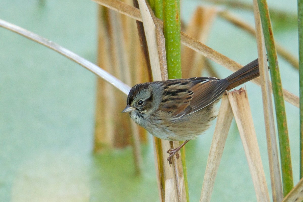 Swamp Sparrow - ML118682621