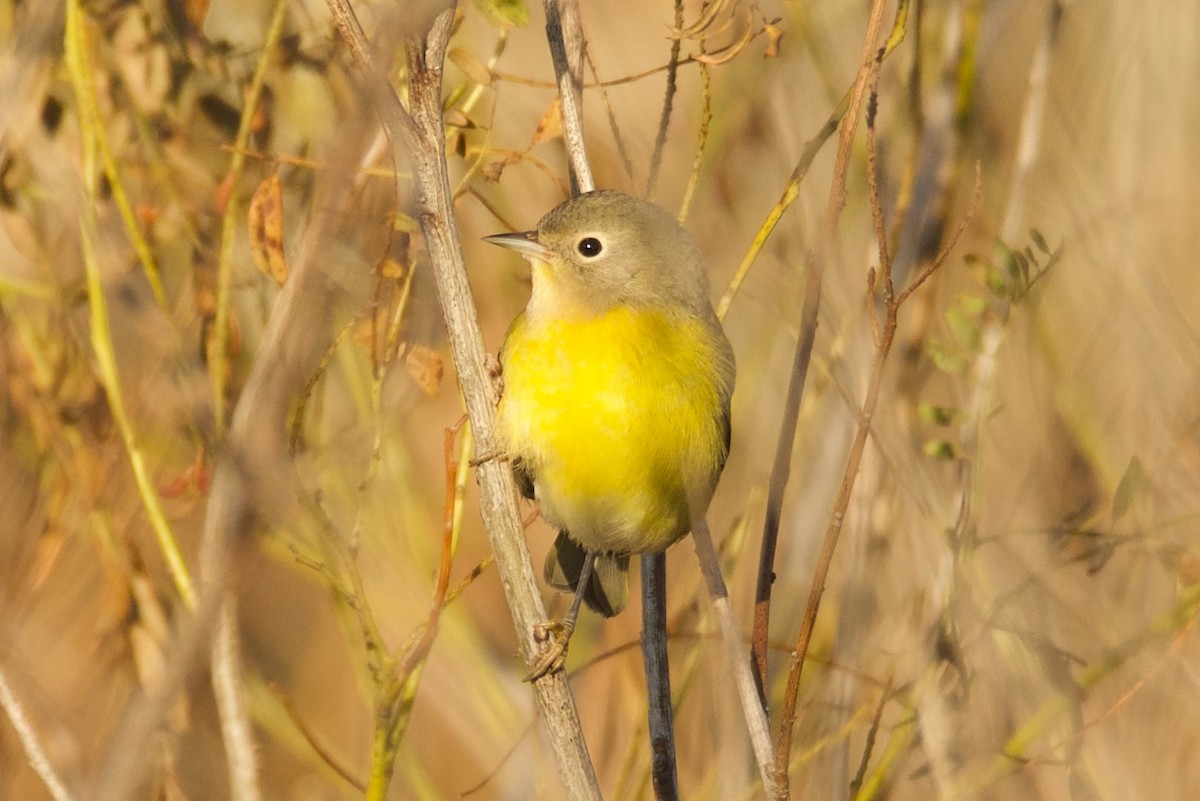 Rubinfleck-Waldsänger - ML118682661