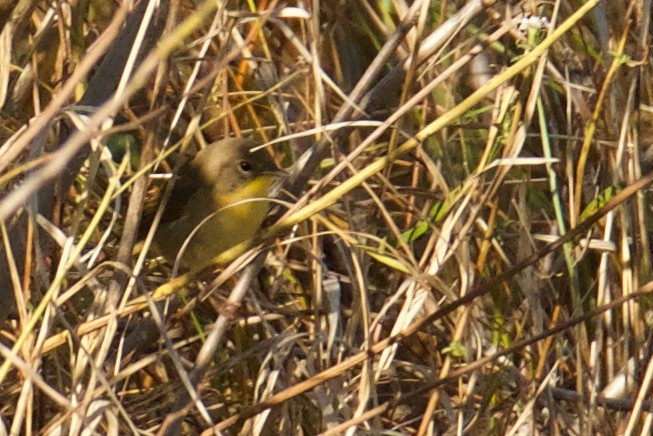 Common Yellowthroat - Jonathan Nikkila