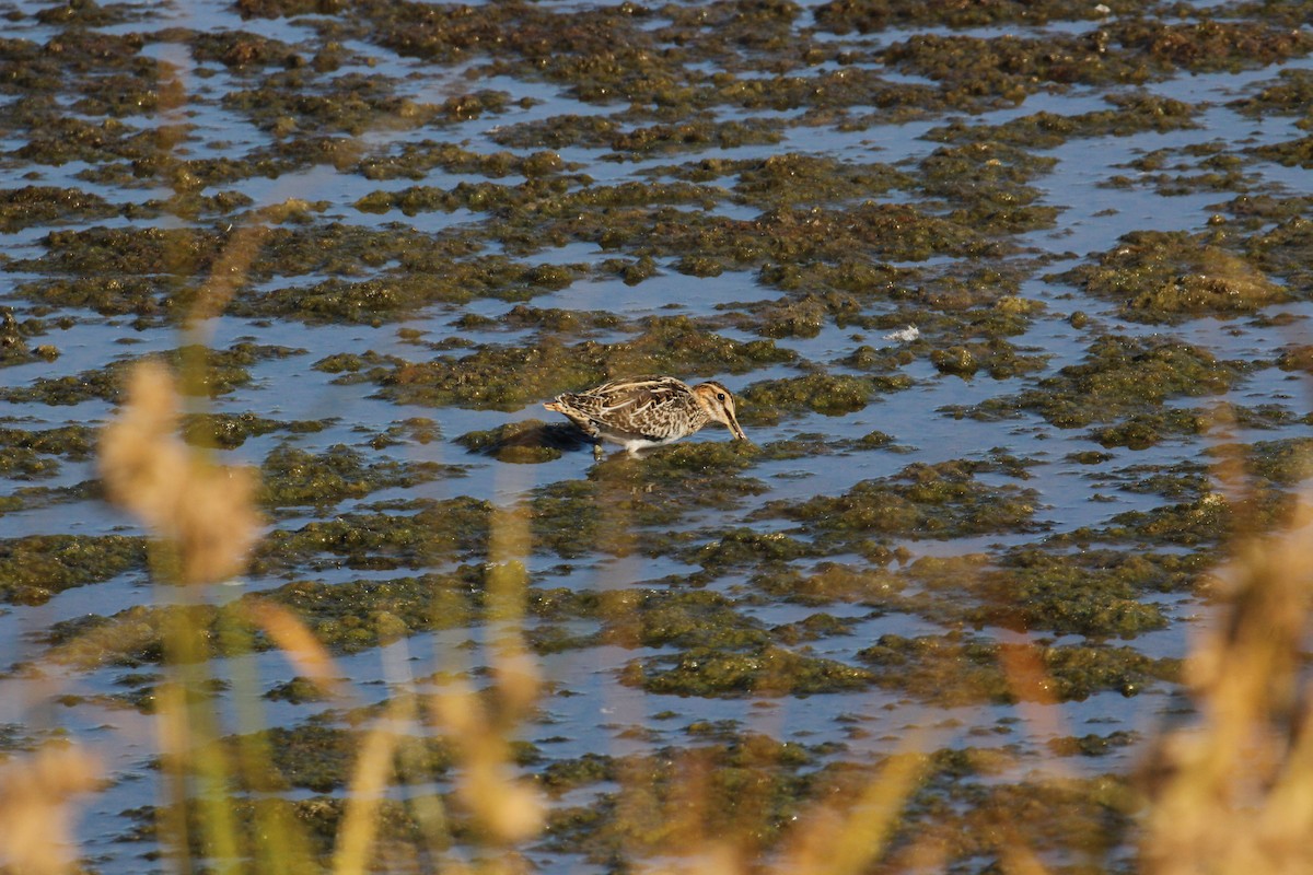 Wilson's Snipe - ML118683391