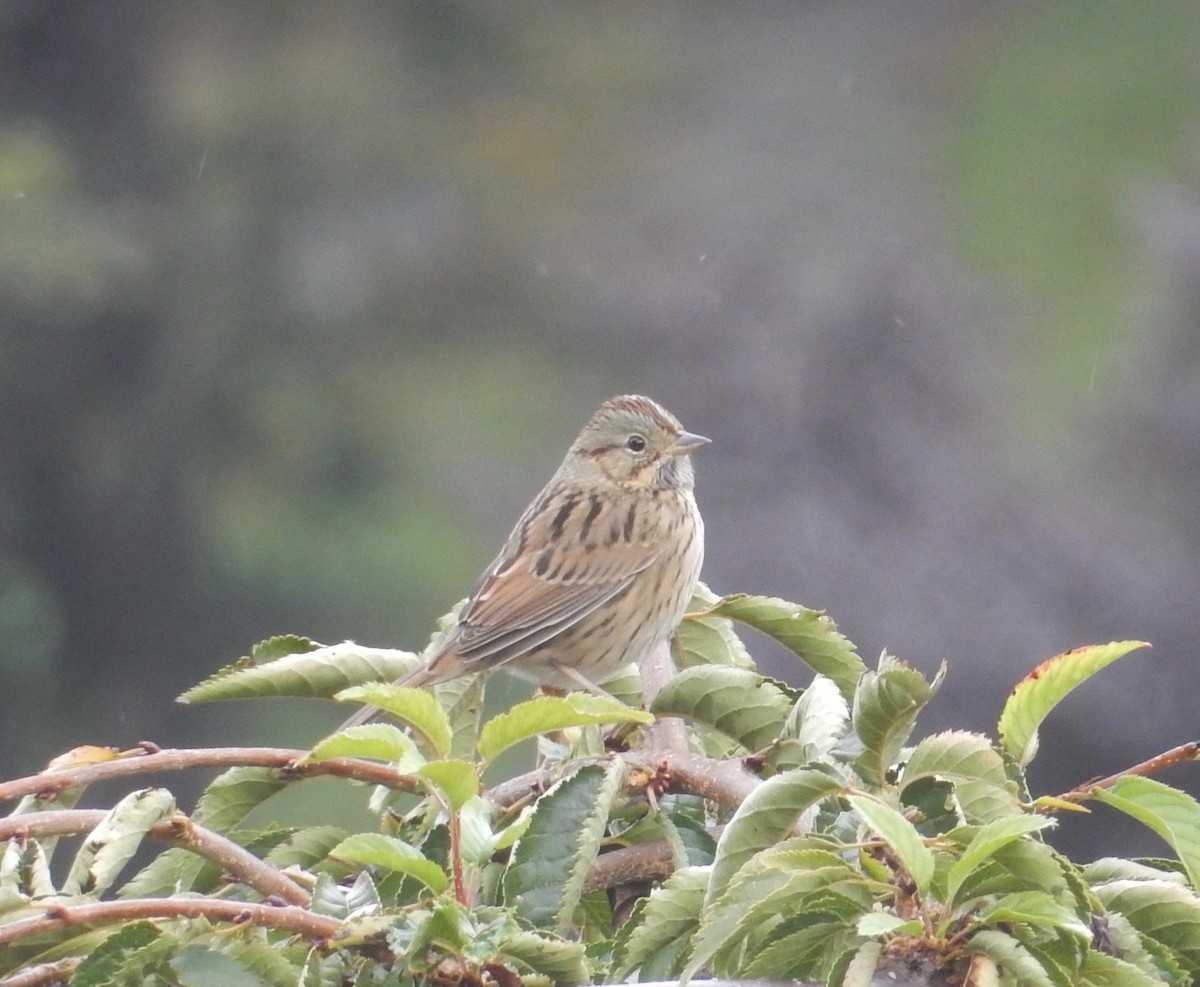 Lincoln's Sparrow - Peter Paul